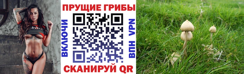купить наркотик  ОМГ ОМГ маркетплейс  Псилоцибиновые грибы Cubensis  Хадыженск 